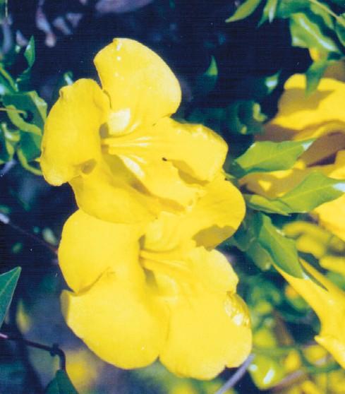 Cats claw creeper