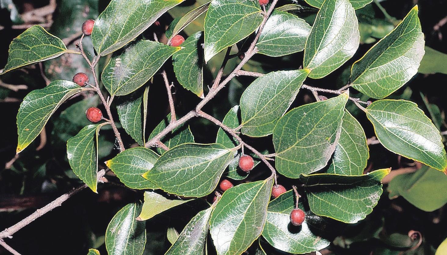 Chinese Keltis