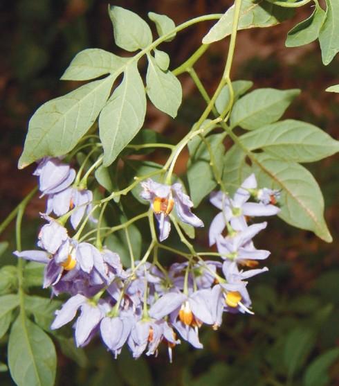 Climbing Nightshade