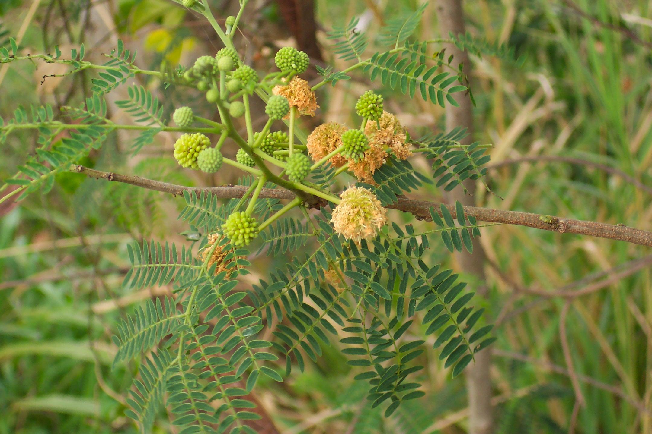 Coffee Bush