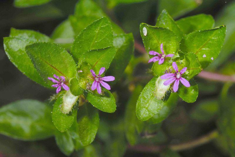 Columbian_ waxweed