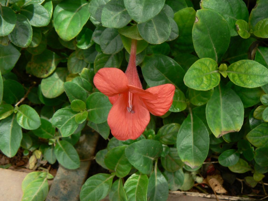 Coral creeper Baleria
