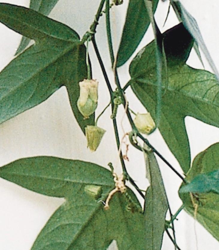 Corky Passionflower