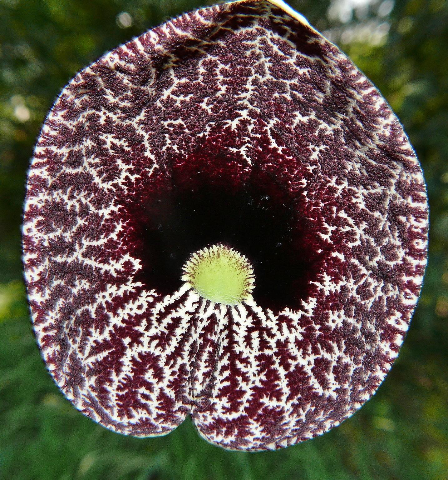 Dutchmans pipe