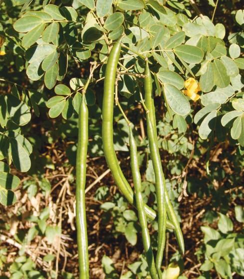 Easter Cassia