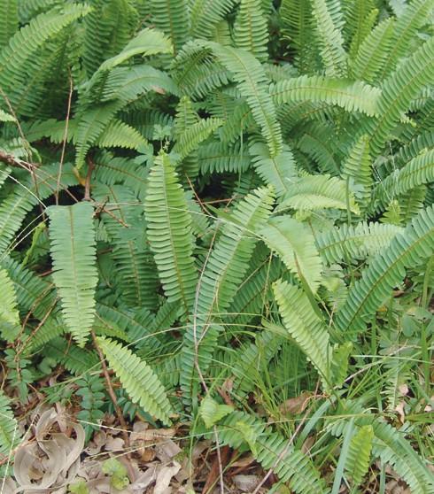 Fishbone Fern