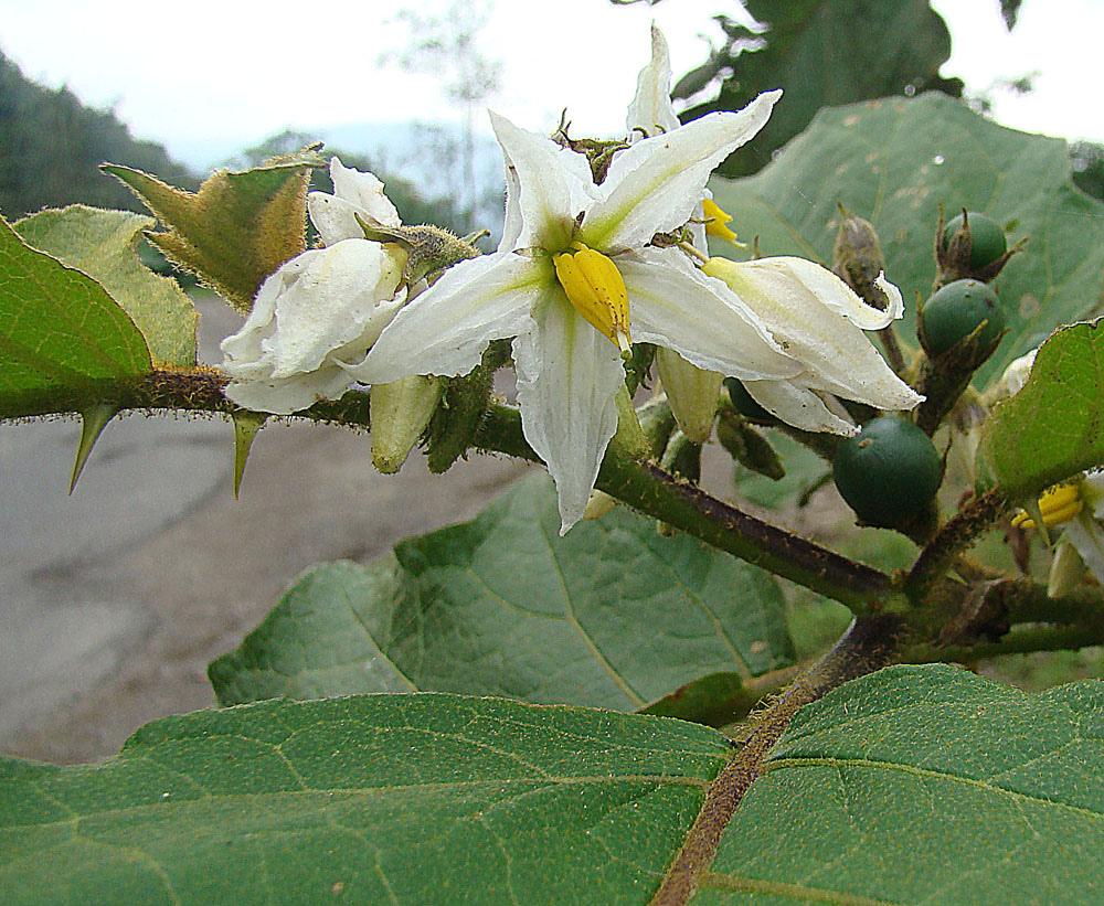Giant devils fig