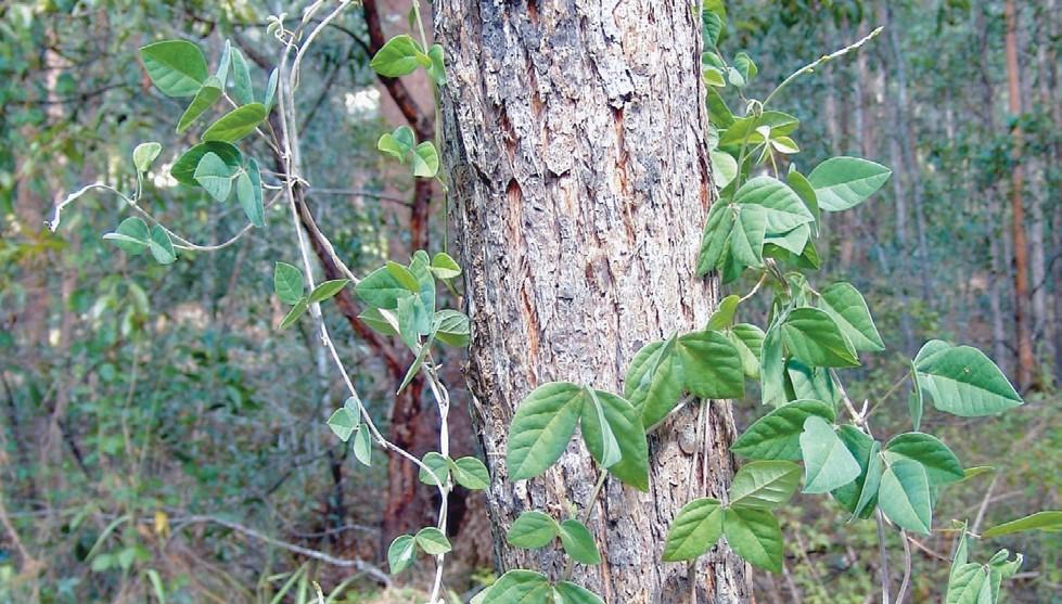 Glycine