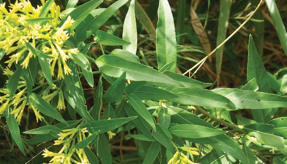 Green Cestrum