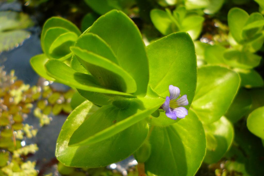 Hairy water hyssop