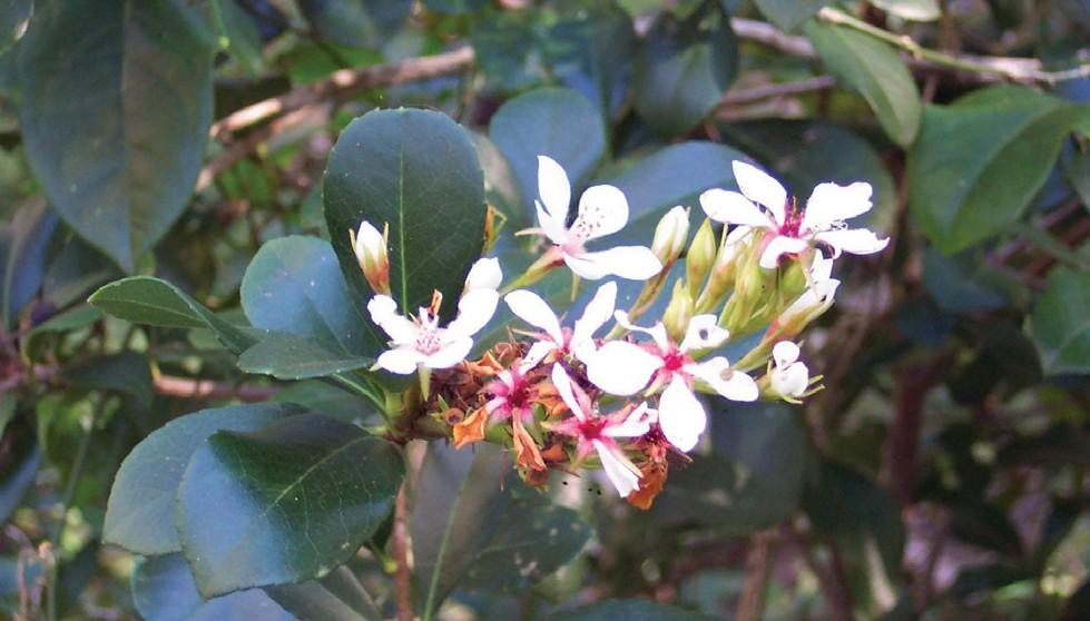 Indian Hawthorne