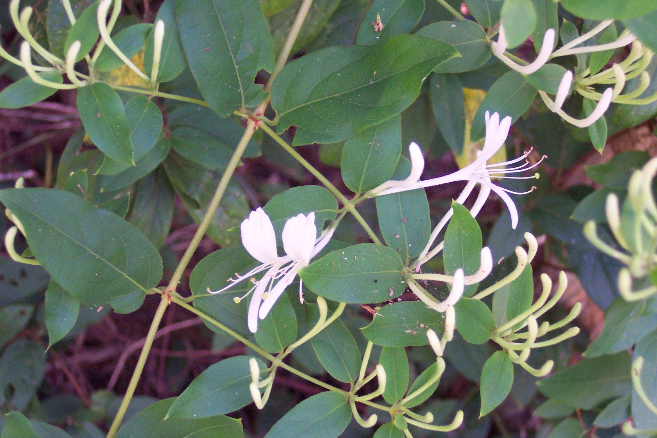 Japanese Honeysuckle