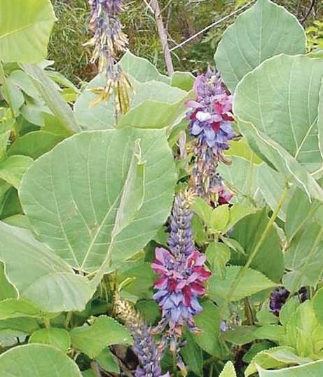 Kudzu