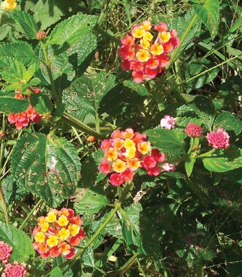 Lantana