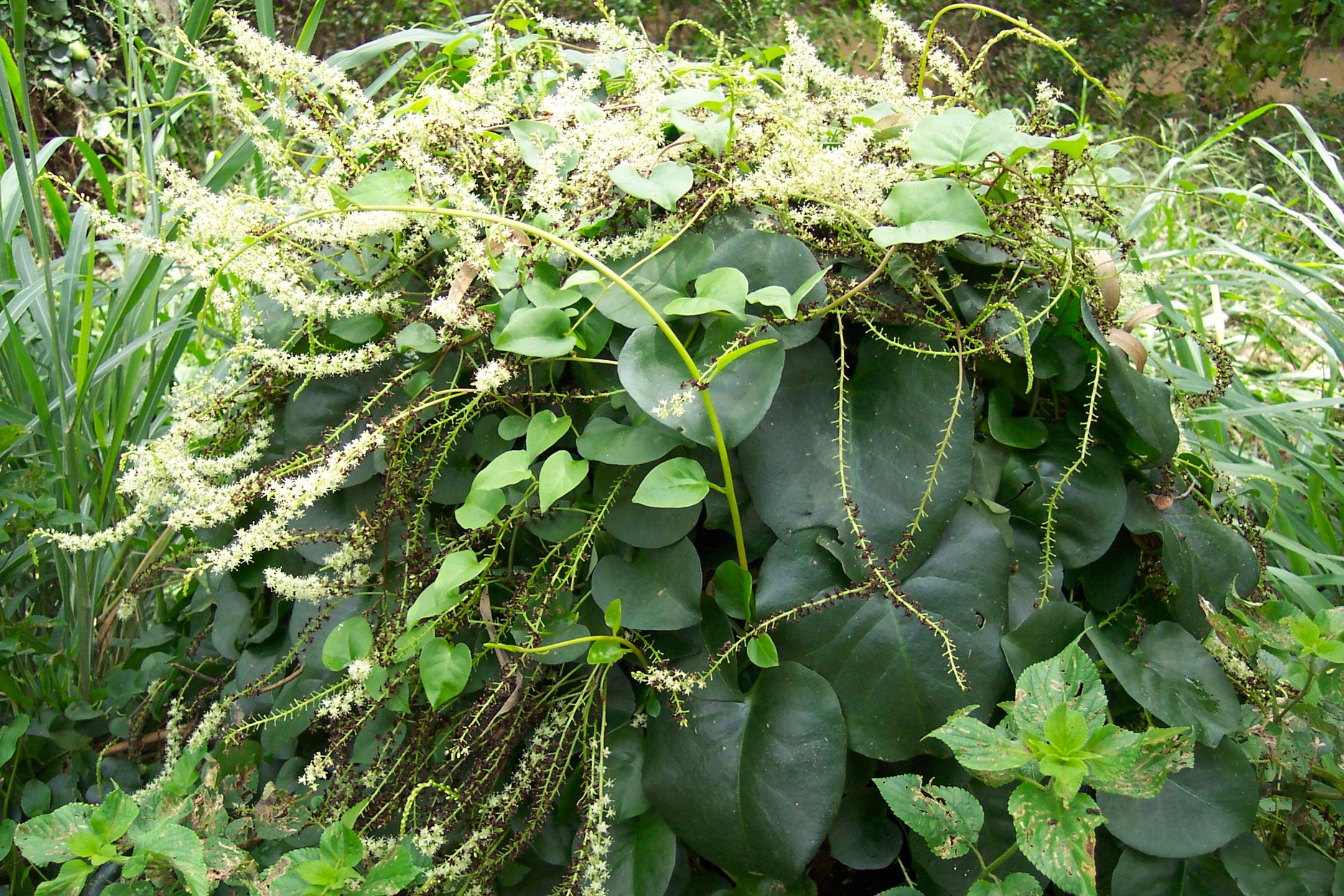 Madeira Vine