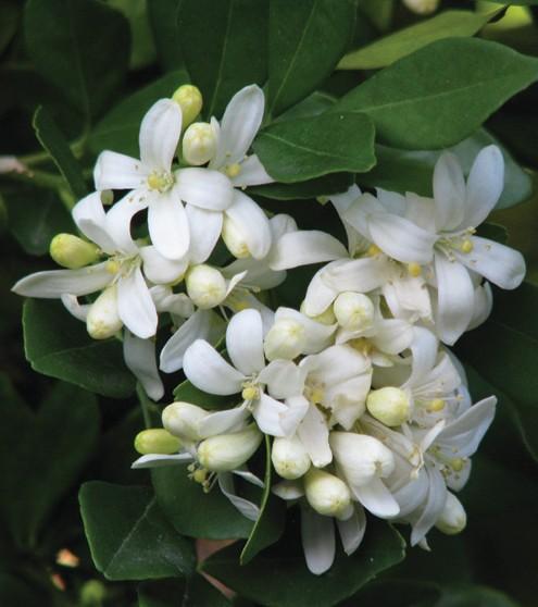 Mock Orange