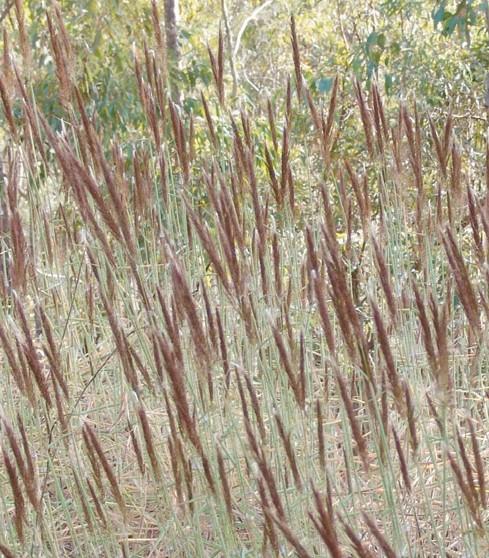 Molasses Grass
