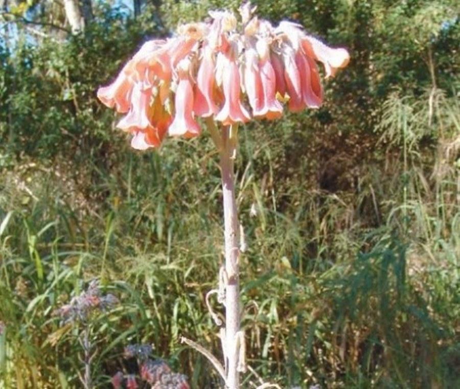 Mother of millions