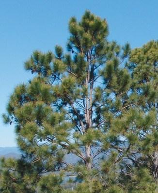 Slash Pine