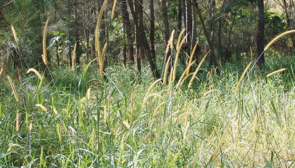 South African Pigeon Grass