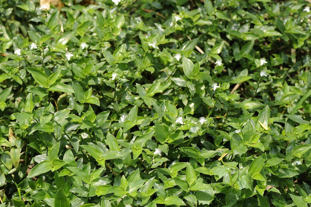 Tradescantia
