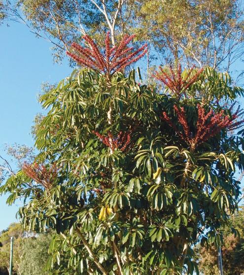 Umbrella Tree