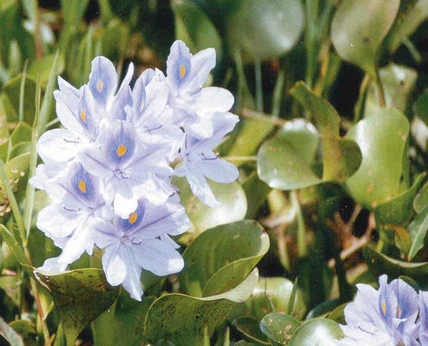 Water hyacinth