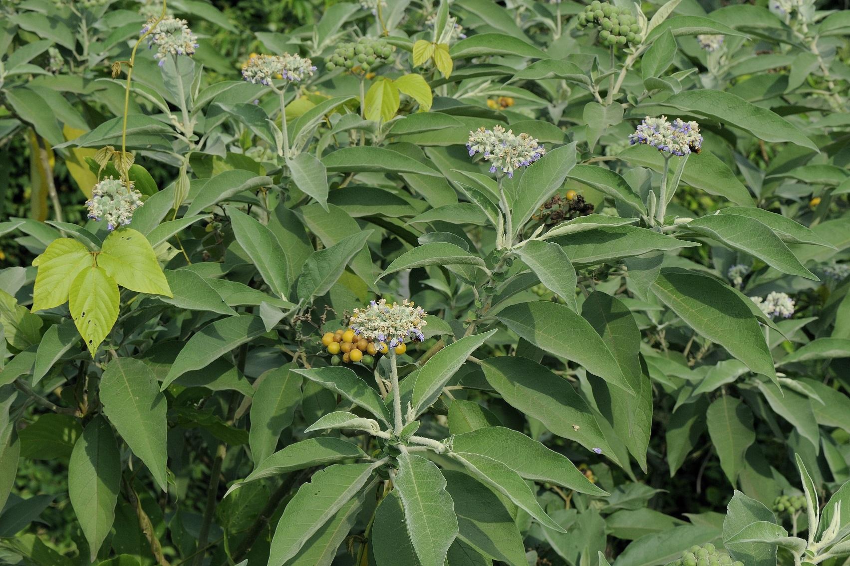 Wild tobacco