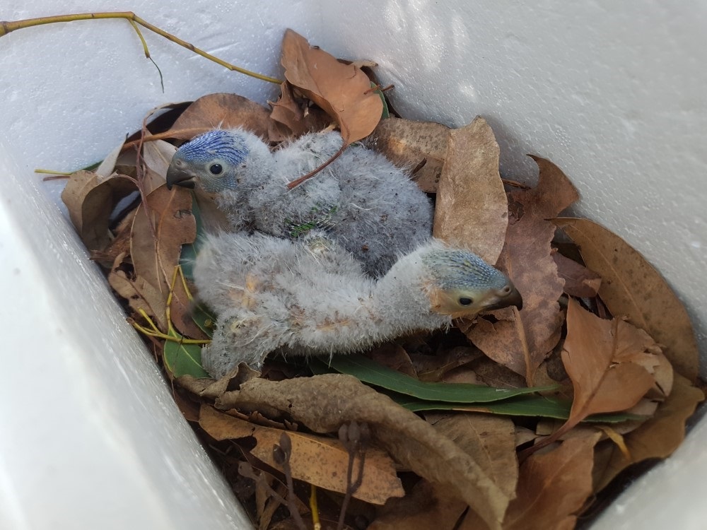 Found_a_baby_Bird_Redlands.jpeg