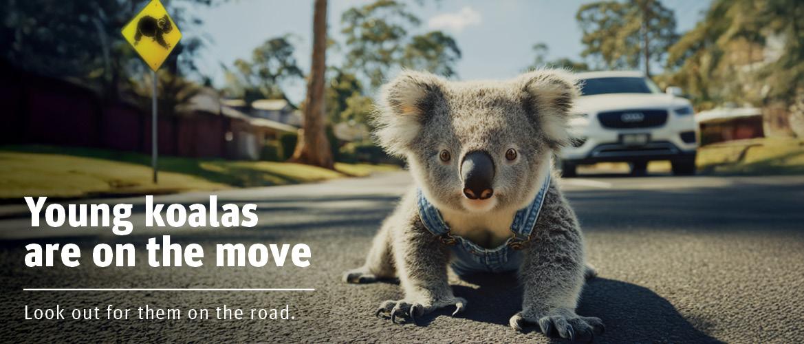 Young koala on a road with an oncoming car in the background