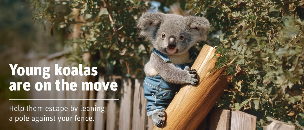 Young koala holding onto a post propped against a fence