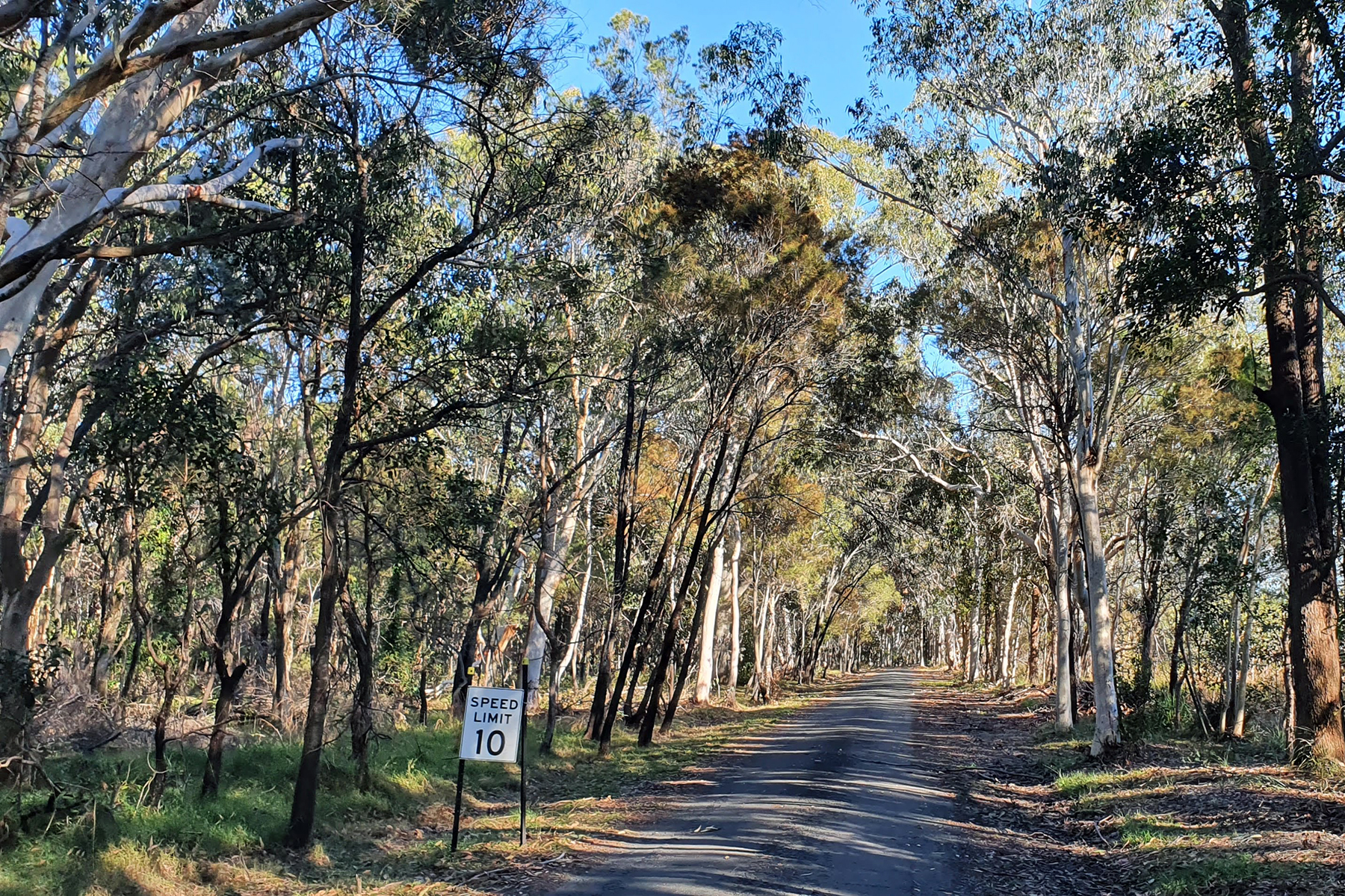 Birkdale Community Precinct bush trail 