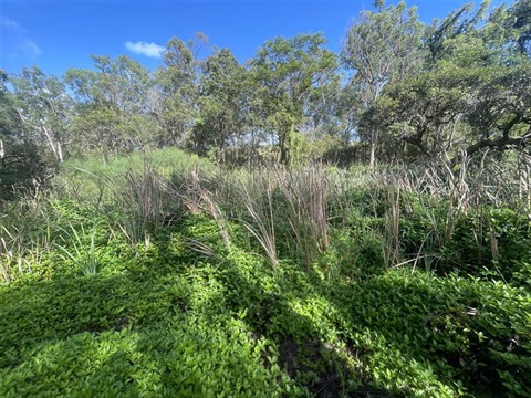 Singapore Daisy infestation.jpg