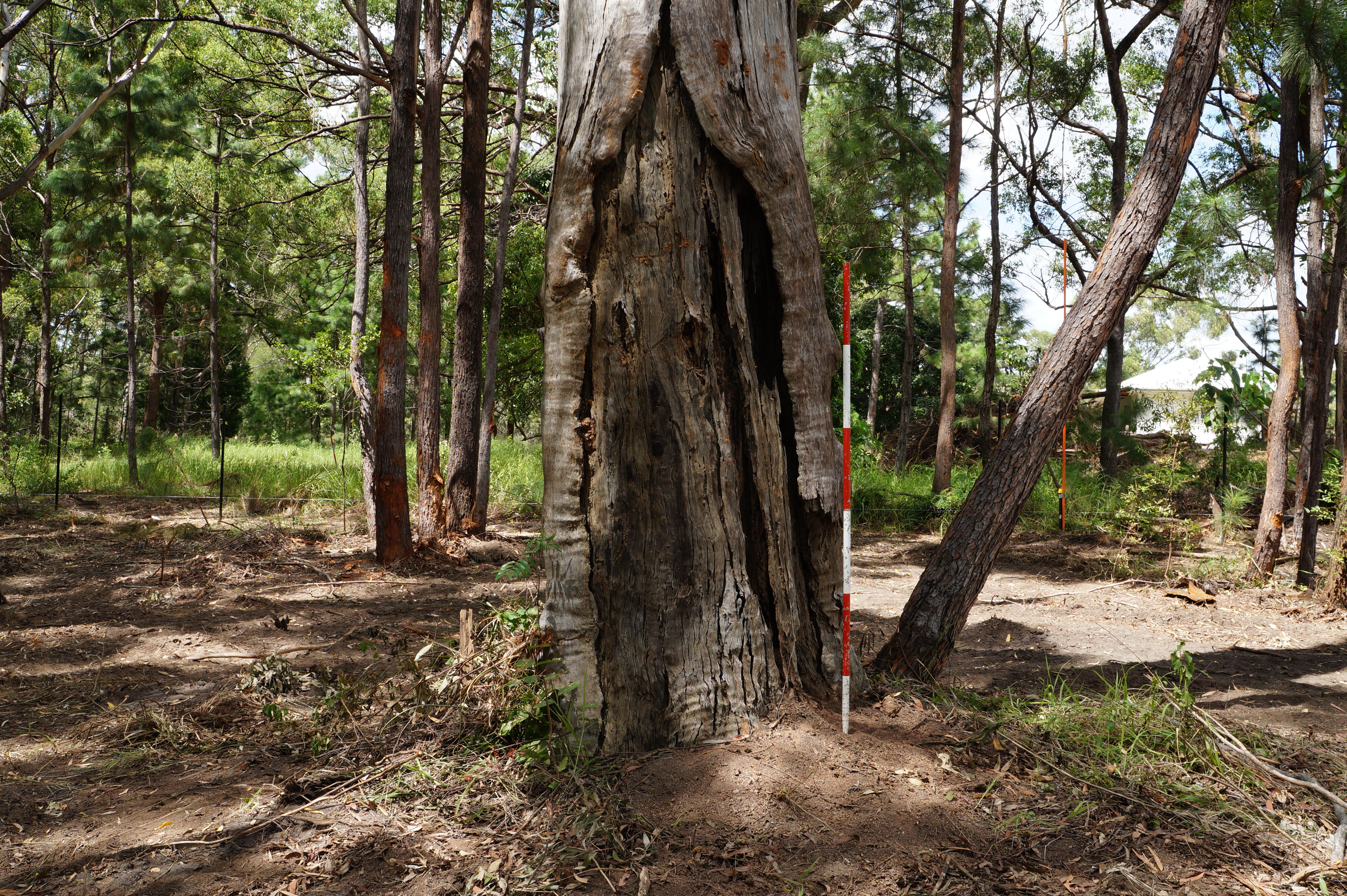 Qyac scar tree