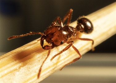 Extreme close up of fire ant