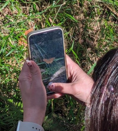 Photographing brown ringlet butterfly