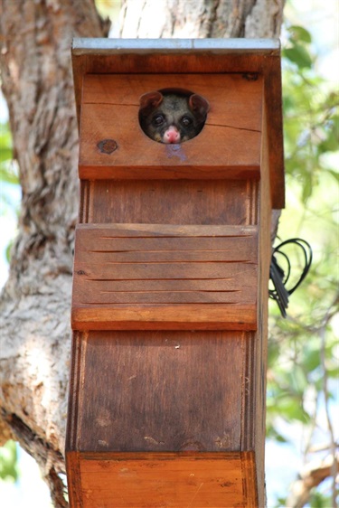 Possum in nestbox