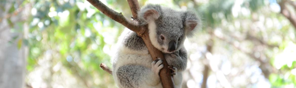 Koala in tree